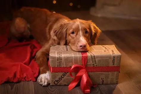 dog with a present
